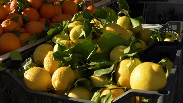 Fresh citrus fruits stacked in market stall