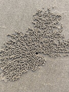 Nature's Sand Art by a Sand Bubbler Crab