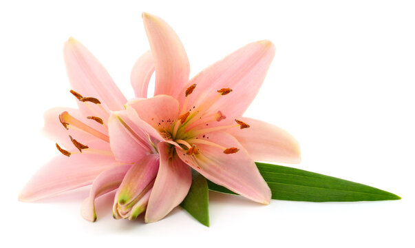 Pink Lily Flowers with Leaf and Bud