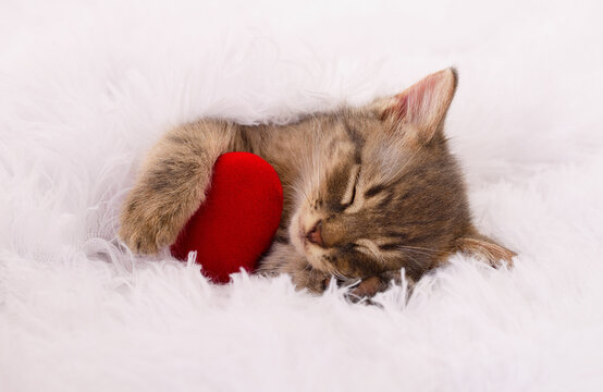 Little Kitten Sleeping and Hugging Red Heart
