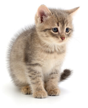 Small Grey Tabby Kitten Sitting Alone