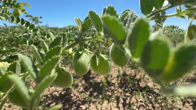 Close up of fresh green chickpea pods growing on the plant in a sunny agricultural field under a clear blue sky.