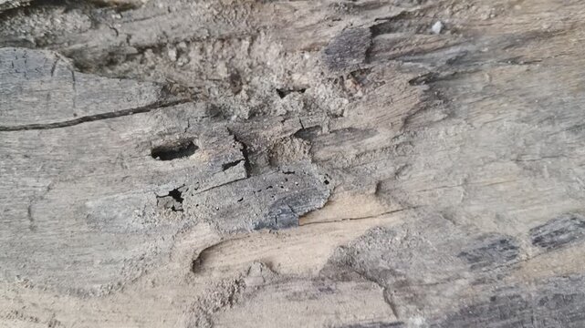 Slow push out from termite damage wood 
