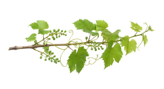 Green grape vine branch with leaves and tendrils, isolated on transparent background
