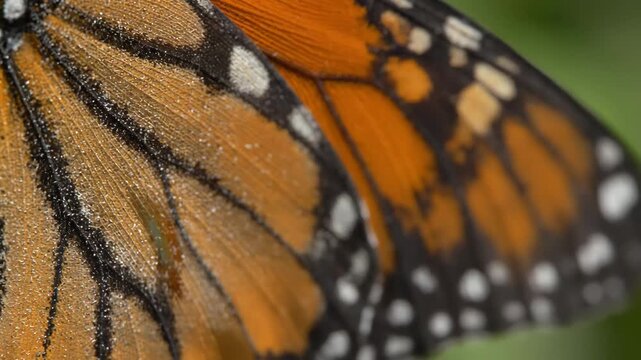 Macro close-up shot of vibrant orange and black monarch butterfly wing patterns.