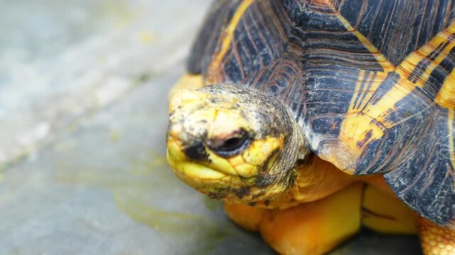 The eastern box turtle (Terrapene carolina carolina) is a subspecies within a group of hinge-shelled turtles normally called box turtles. live in wooden cages