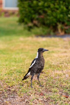 young Australian magpie bird standing on front lawn grass od suburban home
