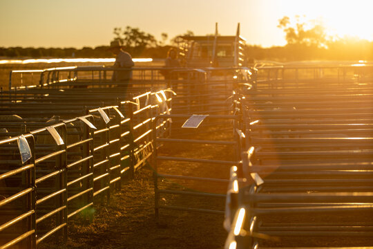 Sheep show pens at the end of day as people load their sheep