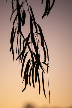 Gum leaves silhouetted in front of a fading dusk sky