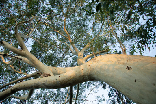 Looking up a gum trunk into the canopy