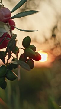 Holding Green Olive Branch at Sunset