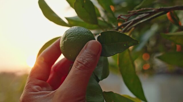 Hand Inspecting Unripe Citrus Fruit at Sunset