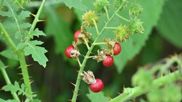Red berries of Solanum sisymbriifolium. It&nbsp;is commonly known as&nbsp;vila-vila plant,&nbsp;sticky nightshade,&nbsp;red buffalo-bur,&nbsp;litchi tomato and&nbsp;Morelle de Balbis. Beautiful red and round wild berries.