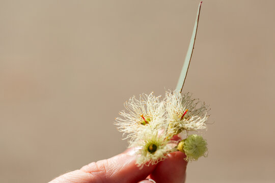 pastel gum blossom blooms held in hand with brown copy space