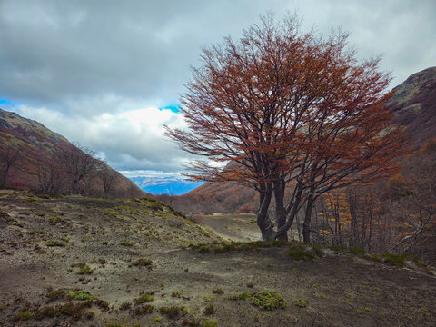 Solitary Red Lenga Tree with Dark Trunk on Autumn Mountain Slope in Patagonia