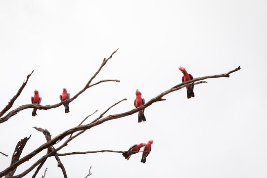 Pink and grey galahs perched on the bare branches of a tree