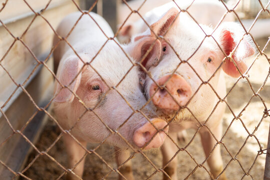 Young pigs standing side by side behind a wire mesh fence