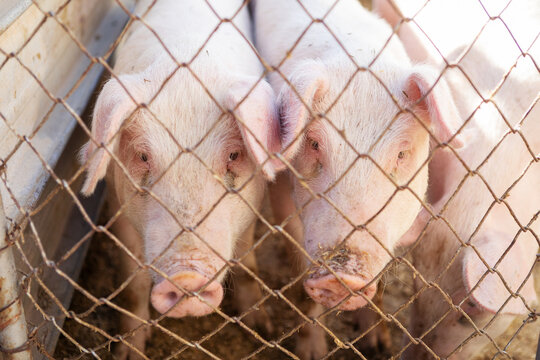 Young pigs standing side by side behind a wire mesh fence