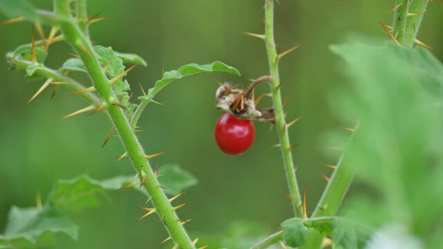 Red berries of Solanum sisymbriifolium. It&nbsp;is commonly known as&nbsp;vila-vila plant,&nbsp;sticky nightshade,&nbsp;red buffalo-bur,&nbsp;litchi tomato and&nbsp;Morelle de Balbis. Beautiful red and round wild berries.