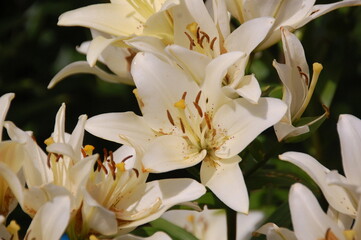 Obraz premium Close-up of elegant white lily flowers in full bloom, showcasing delicate petals, prominent stamens with brown anthers, and vibrant green foliage. 