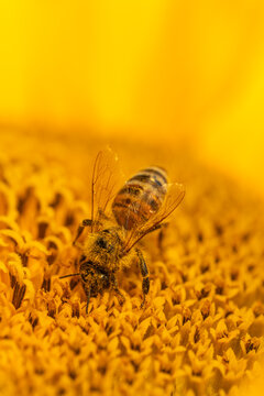 honey bee (Apis mellifera) covered in golden pollen while foraging on the central disc of a yellow sunflower (Helianthus annuus). Baden-W&uuml;rttemberg, Germany.