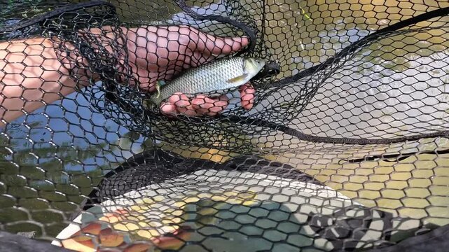 POV male hand holding a freshly caught European chub (Squalius cephalus) in a landing net in river water. Catch and release.
