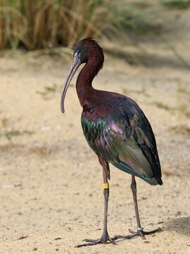 Glossy ibis