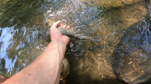 POV hands gently holding a caught Brown Trout (Salmo trutta) in a shallow stream. Catch and release fishing concept.