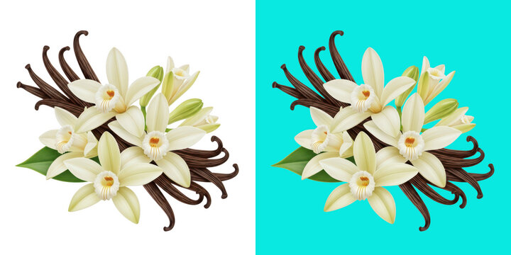 Elegant vanilla orchid flowers with pods on transparent background isolated on transparent background