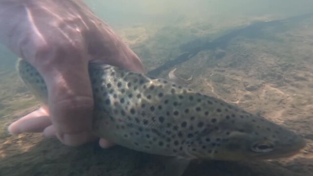 Underwater POV shot of an angler holding a Brown Trout (Salmo trutta) in a clear river before releasing it.
