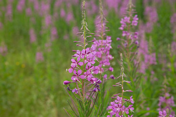 Obraz premium Ivan Tea, narrow-leaved fireweed, blooms in the forest