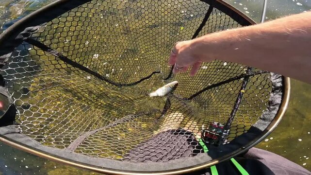 POV angler holding a live European Chub (Squalius cephalus) in hand above a landing net in a sunny river.