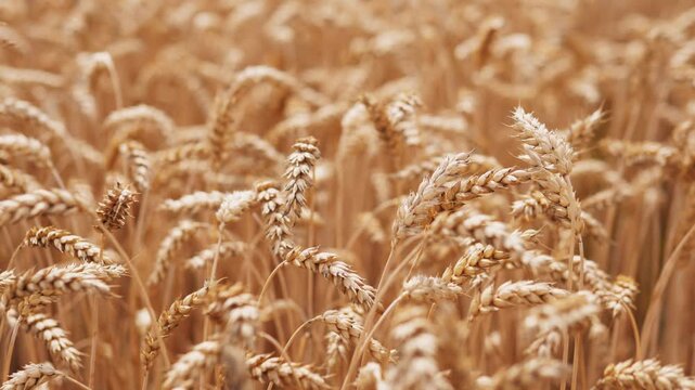 Dense mature wheat heads spread across low viewpoint in sunlit field, with soft background blur, warm amber color, textured seed heads, quiet rural harvest atmosphere, and