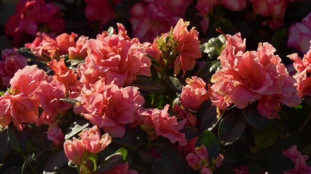Beautiful floral plants at French Riviera market