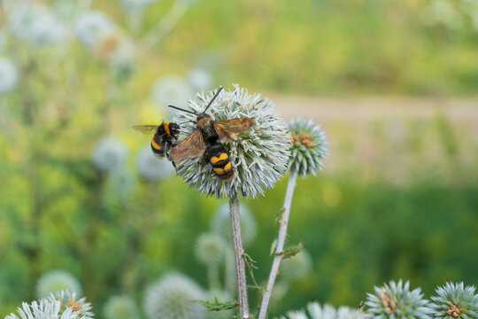 Megascolia maculata, also known as the mammoth wasp or giant scolia on a echinops flower.  A bumblebee can be seen in the background