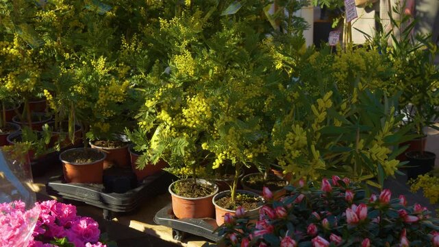 Yellow mimosa flowers in garden pots