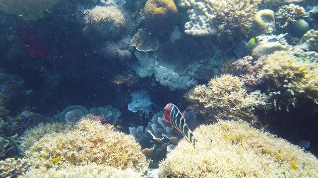 Tropical Fish Corals Marine Reef. Underwater Sea Tropical Life. Tropical underwater sea fishes. Underwater fish reef marine. Tropical colorful underwater seascape. Leyte, Philippines.