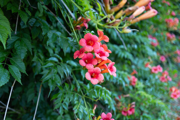Obraz premium Flowers in nature, greenery, garden, floral arrangement, peaceful background