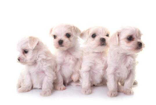 Bichon Frises in studio