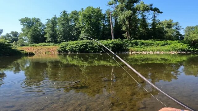 POV catching fish: Landing a European Chub (Squalius cephalus) with a net in a wild summer river