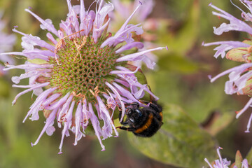 A bumblebee collects nectar from a monarda flower.Monarda fistulosa, the wild bergamot or bee balm © Oksana