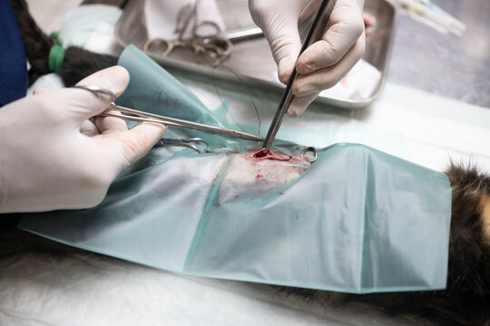 cat sterilization and vet