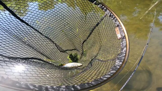 POV caught European chub (Squalius cephalus) resting in a landing net in river water. Catch and release fishing conservation and outdoor hobby.