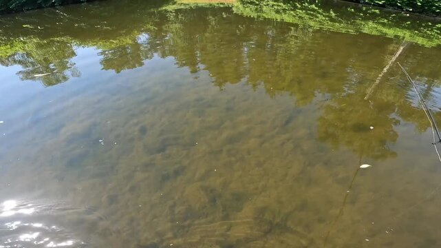 Underwater view of European Chub (Squalius cephalus) resting in a landing net, catch and release