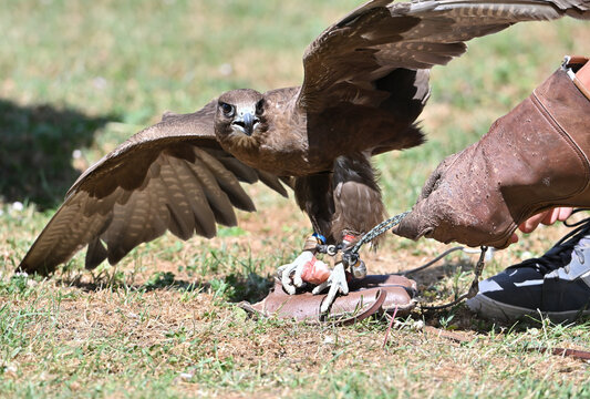 Saker falcon Altai falcon