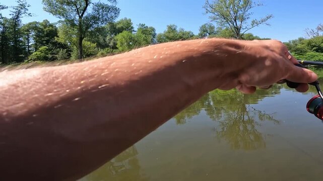 POV fisherman catching and reaching for European chub (Squalius cephalus) on a sunny river. Freshwater spinning sport, angling and active leisure.