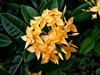 Obraz premium Beautiful yellow Ixora flowers (jungle geranium) blooming in a lush green garden, close-up shot of tropical floral cluster.