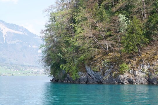 Forest by Brienzersee, Switzerland