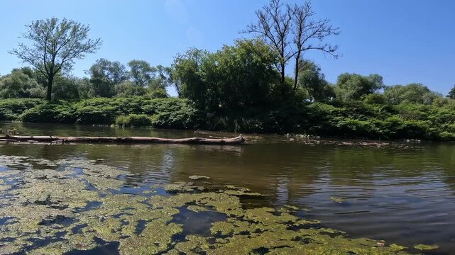 Tranquil drift on a slow summer river with green duckweed (Lemna minor) and a fallen dead tree trunk near lush riparian banks (Salix).