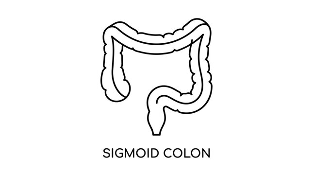 Sigmoid Colon Anatomy Icon